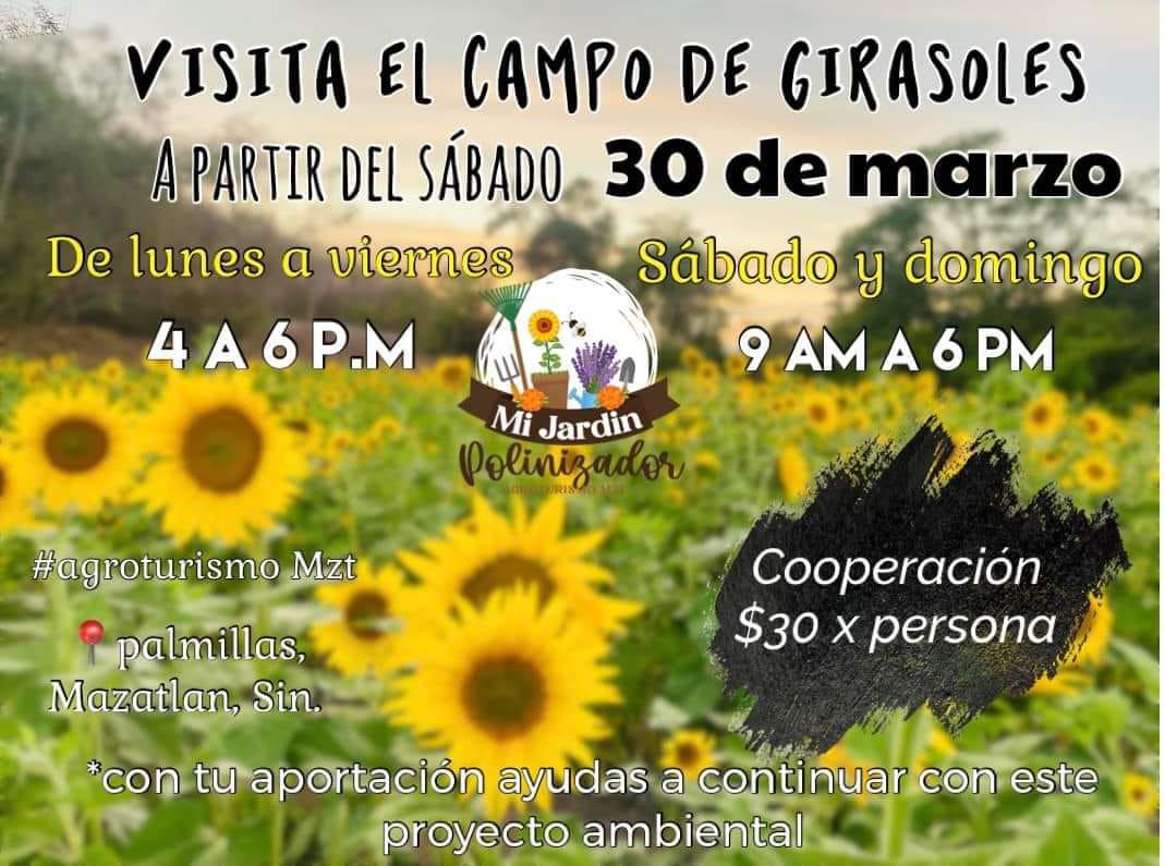 El campo de girasoles en Mazatlán abrirá el próximo 30 de marzo $!El campo de girasoles en Mazatlán abrirá el próximo 30 de marzo