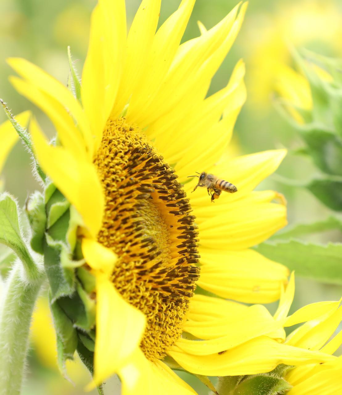 El campo de girasoles en Mazatlán abrirá el próximo 30 de marzo $!El campo de girasoles en Mazatlán abrirá el próximo 30 de marzo
