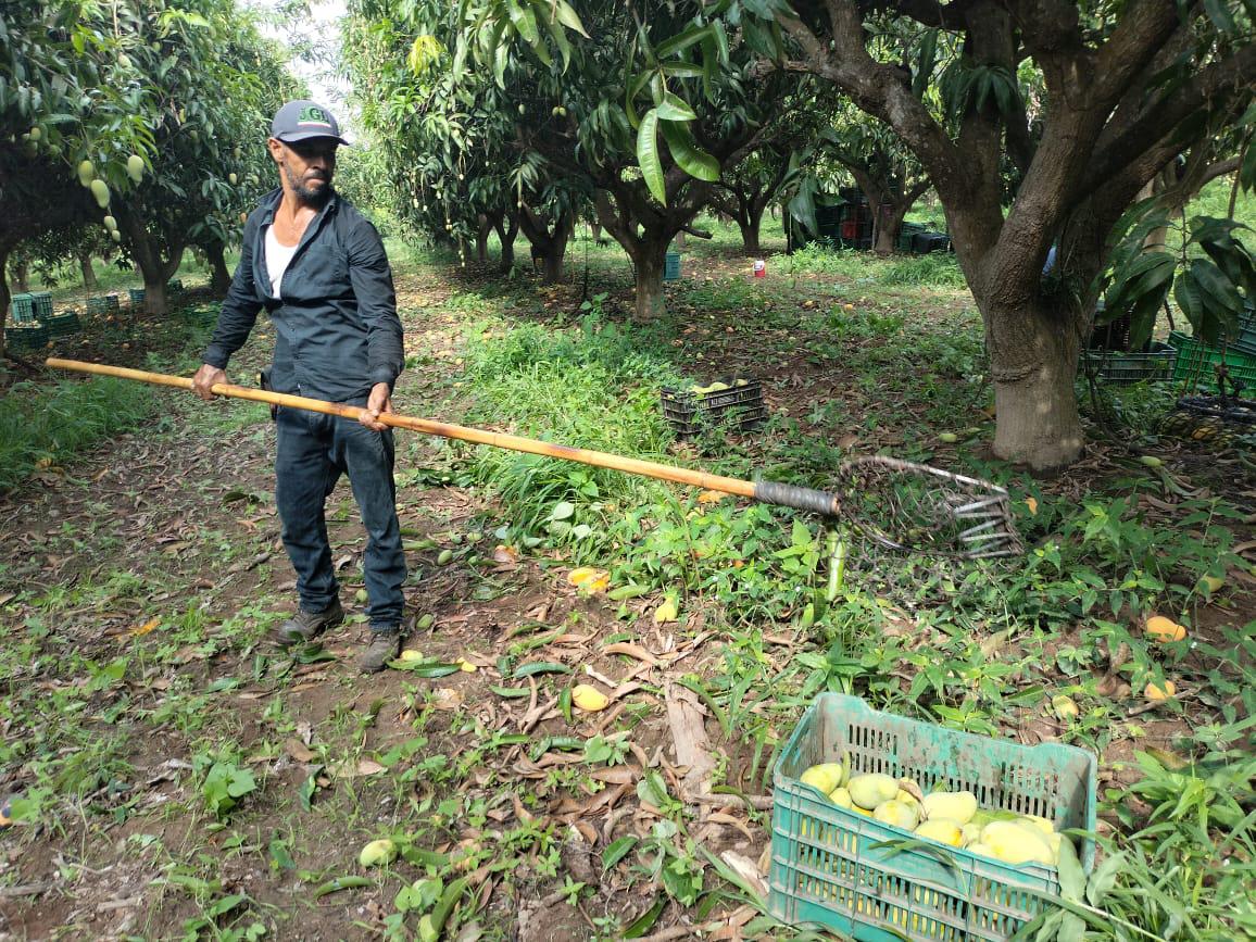 Productores de Rosario ven que el precio del kilo de mango no les genera ganancia $!Productores de Rosario ven que el precio del kilo de mango no les genera ganancia