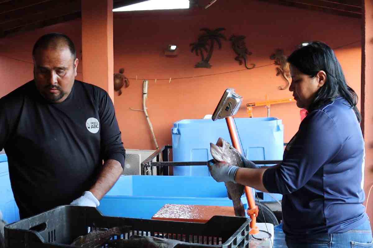 La pesca sostenible que practican pescadores asociados en Pesca ABC les permite obtener productos con tallas adultas y pesos ideales para mejorar su precio en el mercado. Además permiten proteger el medio marino. $!La pesca sostenible que practican pescadores asociados en Pesca ABC les permite obtener productos con tallas adultas y pesos ideales para mejorar su precio en el mercado. Además permiten proteger el medio marino.