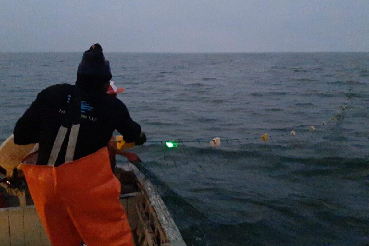 Luces de esperanza: la pesca con redes iluminadas protege a las tortugas marinas en el Perú $!Luces de esperanza: la pesca con redes iluminadas protege a las tortugas marinas en el Perú