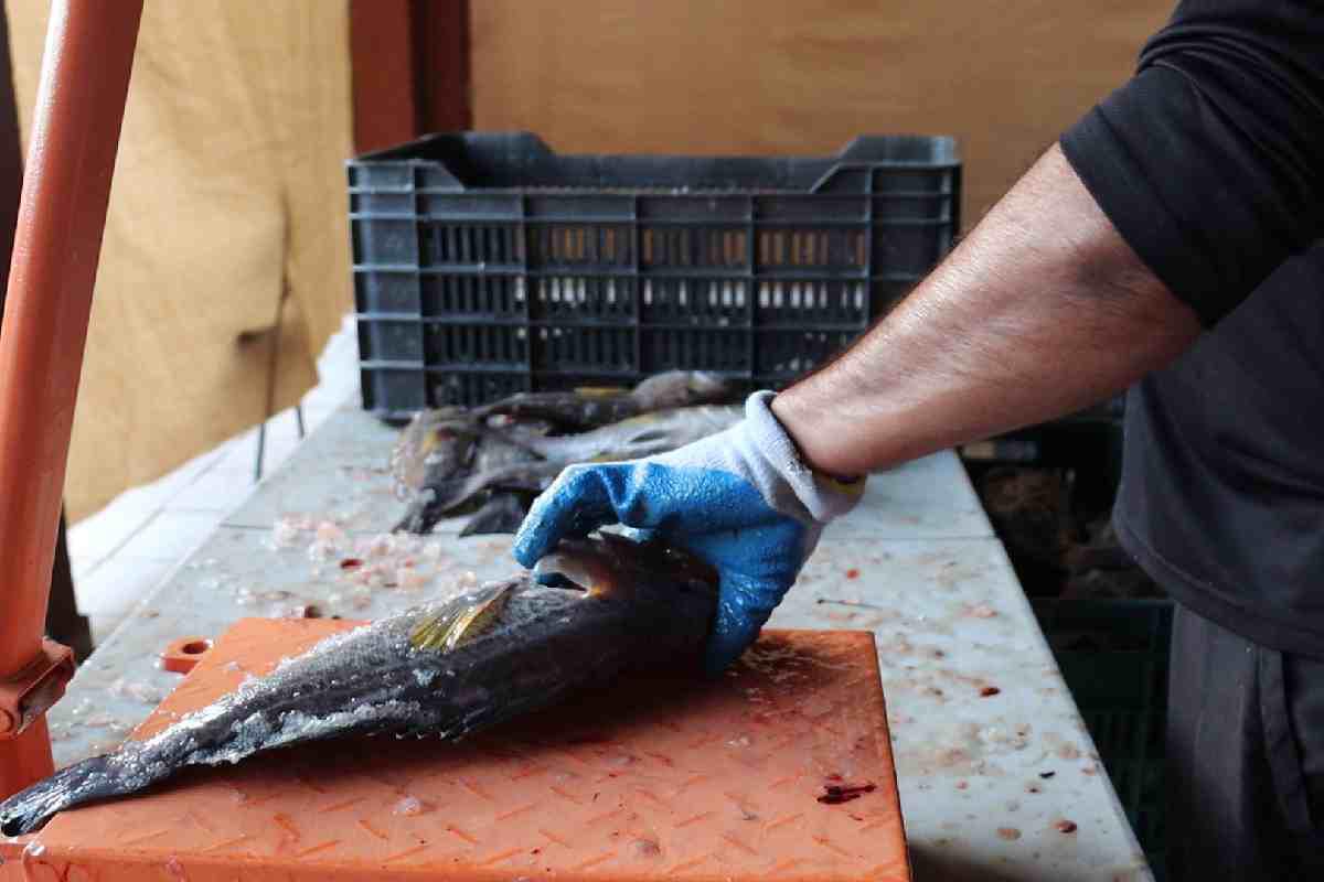 Revisión de pescados obtenidos por el método Ike-Jime, que da un valor agregado de hasta cuatro veces su precio habitual. Este proceso se realiza en la Estación de Campo de Pesca ABC en San Felipe. $!Revisión de pescados obtenidos por el método Ike-Jime, que da un valor agregado de hasta cuatro veces su precio habitual. Este proceso se realiza en la Estación de Campo de Pesca ABC en San Felipe.