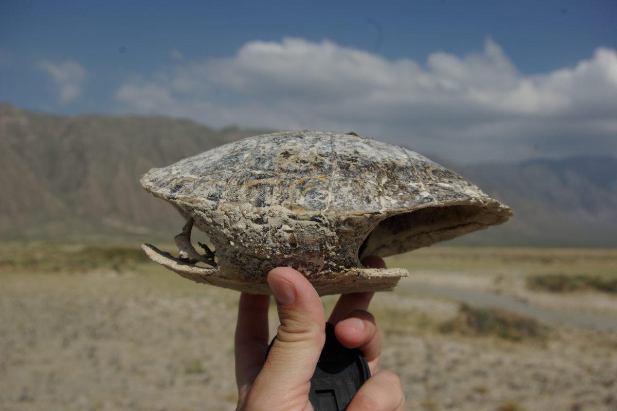 Las tortugas son solo una de las diversas especies afectadas por la pérdida de agua en Cuatro Ciénegas. $!Las tortugas son solo una de las diversas especies afectadas por la pérdida de agua en Cuatro Ciénegas.