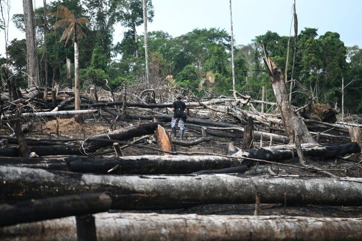 Enormes terrenos de Nueva Austria del Sira, en la selva central peruana, han sido invadidos y depredados, algunos para la siembra de hoja de coca. $!Enormes terrenos de Nueva Austria del Sira, en la selva central peruana, han sido invadidos y depredados, algunos para la siembra de hoja de coca.