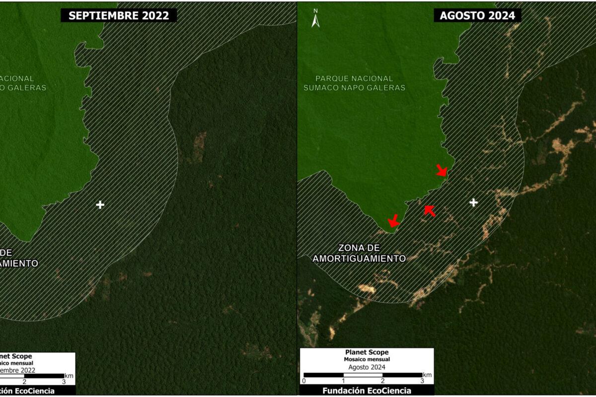 Deforestación minera en el Parque Nacional Sumaco Napo-Galeras. $!Deforestación minera en el Parque Nacional Sumaco Napo-Galeras.