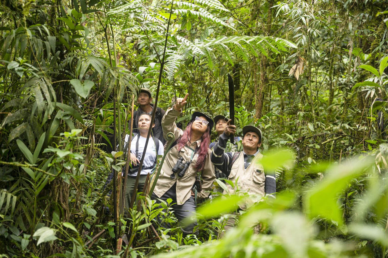 Cornejo en los bosques montanos de Amazonas, junto al equipo de Yunkawasi y Asociación de Conservación Oso Dorado Hierba Buena Allpayacu. $!Cornejo en los bosques montanos de Amazonas, junto al equipo de Yunkawasi y Asociación de Conservación Oso Dorado Hierba Buena Allpayacu.