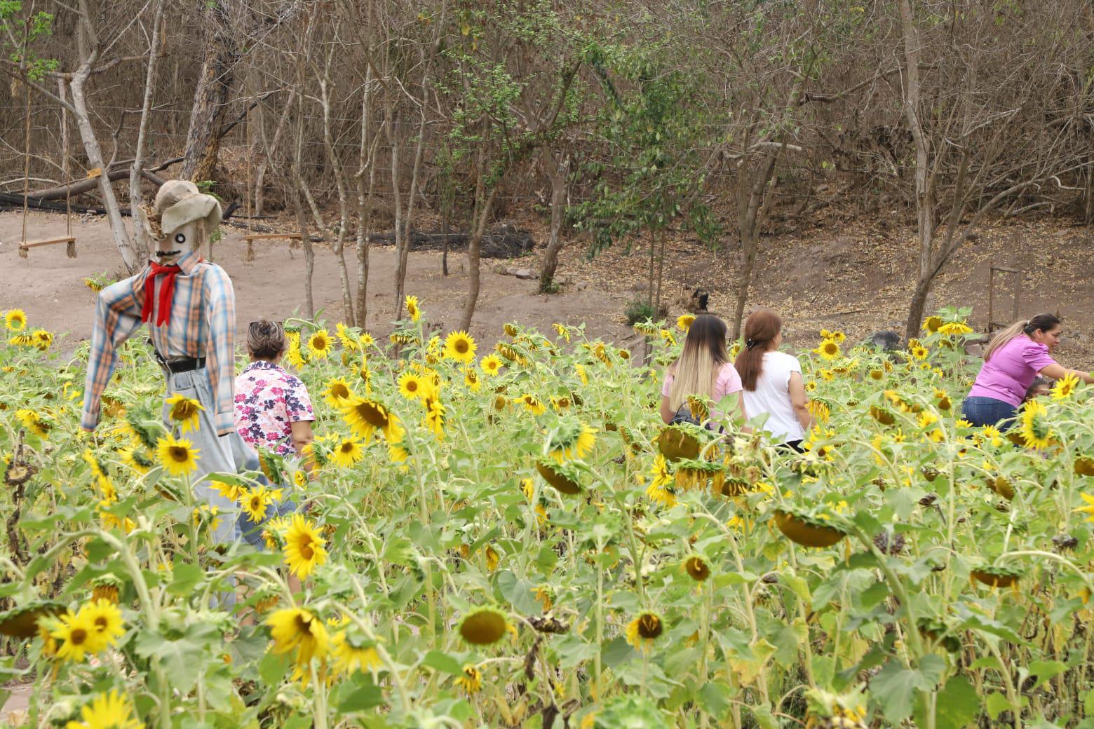 El campo de girasoles en Mazatlán abrirá el próximo 30 de marzo $!El campo de girasoles en Mazatlán abrirá el próximo 30 de marzo