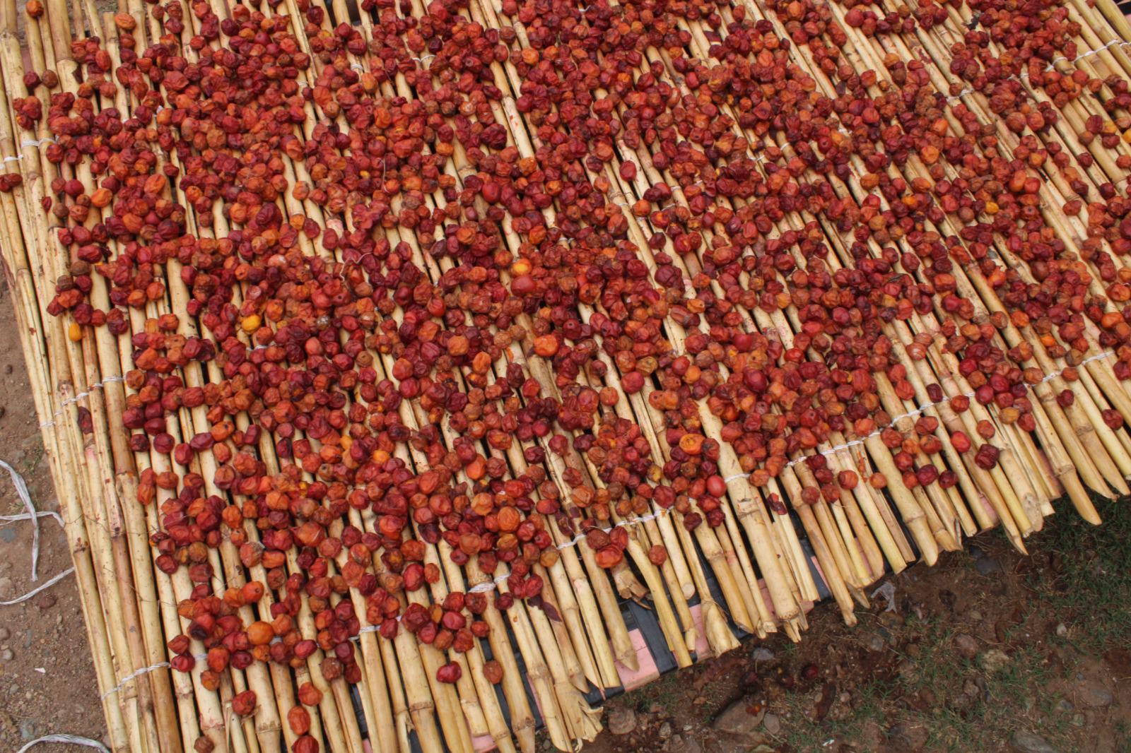 Producción de ciruela bajó más de 50% en Rosario, afirma síndico de Matatán $!Producción de ciruela bajó más de 50% en Rosario, afirma síndico de Matatán
