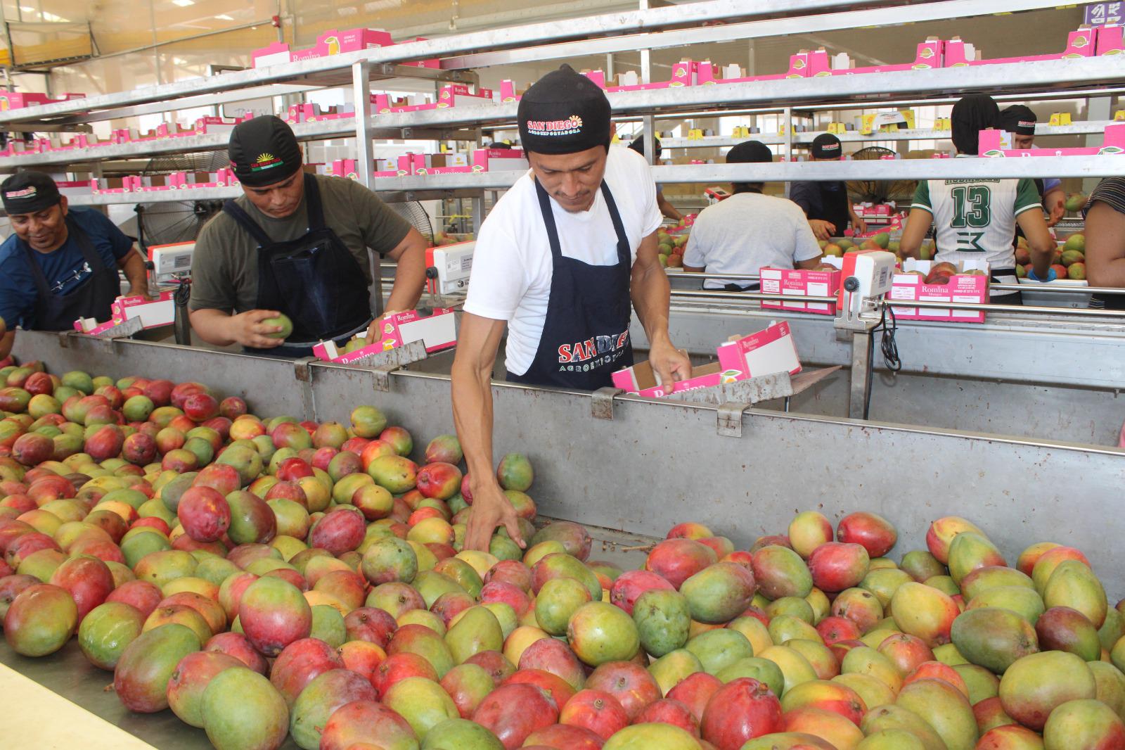 Juan Luis encuentra en el deseo de sacar a su familia adelante la habilidad para empacar cajas con mango $!Juan Luis encuentra en el deseo de sacar a su familia adelante la habilidad para empacar cajas con mango