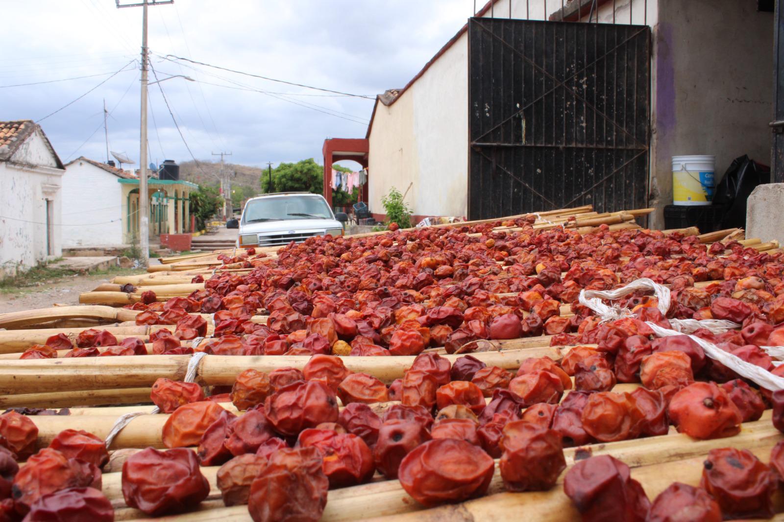Producción de ciruela bajó más de 50% en Rosario, afirma síndico de Matatán $!Producción de ciruela bajó más de 50% en Rosario, afirma síndico de Matatán
