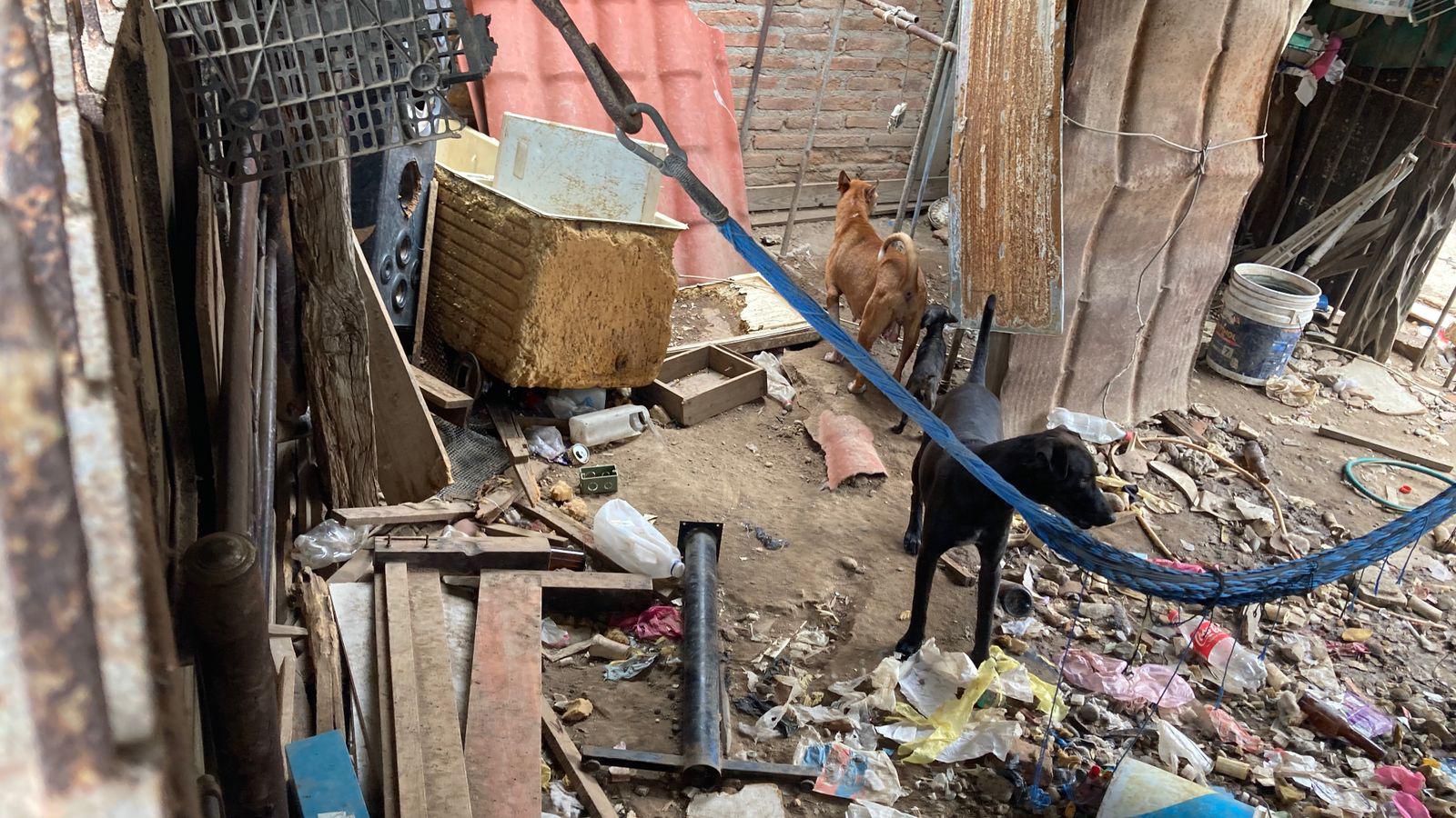 Denuncian presunto maltrato animal en la colonia Venustiano Carranza, en Mazatlán $!Denuncian presunto maltrato animal en la colonia Venustiano Carranza, en Mazatlán
