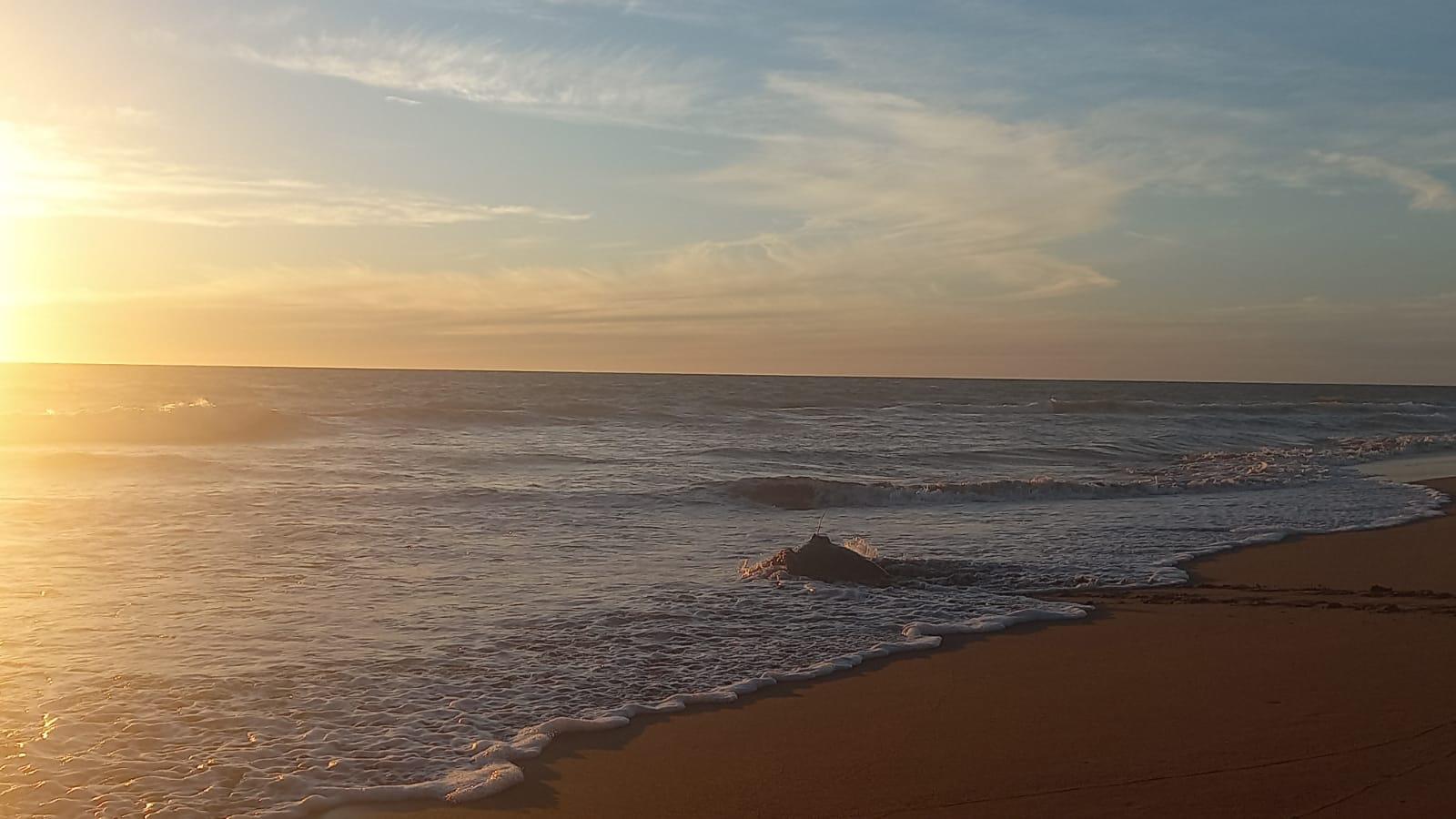 Libera campamento tortuguero de UNAM-Fonatur su tortuga número 18 con transmisor satelital $!Libera campamento tortuguero de UNAM-Fonatur su tortuga número 18 con transmisor satelital
