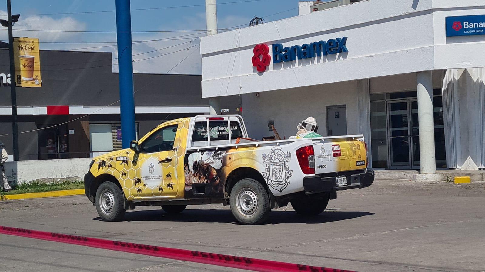 Ataque de abejas obliga a evacuar restaurante en Mazatlán; reportan cinco lesionados $!Ataque de abejas obliga a evacuar restaurante en Mazatlán; reportan cinco lesionados