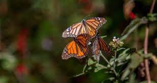 Sequía, incendios y calor alteran llegada de Mariposa Monarca a México $!Sequía, incendios y calor alteran llegada de Mariposa Monarca a México