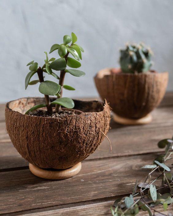 Sedesu y Jardín Botánico invitan a dar segundo uso a objetos para cuidar el medio ambiente $!Sedesu y Jardín Botánico invitan a dar segundo uso a objetos para cuidar el medio ambiente