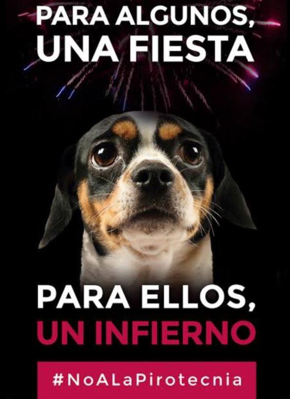 ¿Tienes mascota? Estas medidas pueden ayudarte a protegerla de la pirotecnia en las fiestas navideñas $!¿Tienes mascota? Estas medidas pueden ayudarte a protegerla de la pirotecnia en las fiestas navideñas
