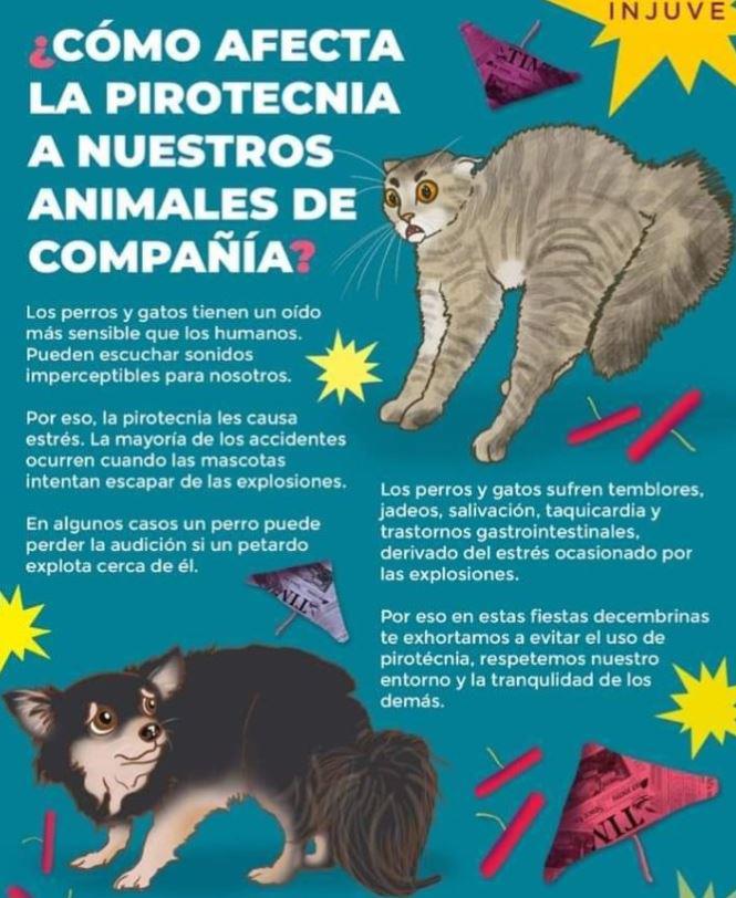 ¿Tienes mascota? Estas medidas pueden ayudarte a protegerla de la pirotecnia en las fiestas navideñas $!¿Tienes mascota? Estas medidas pueden ayudarte a protegerla de la pirotecnia en las fiestas navideñas