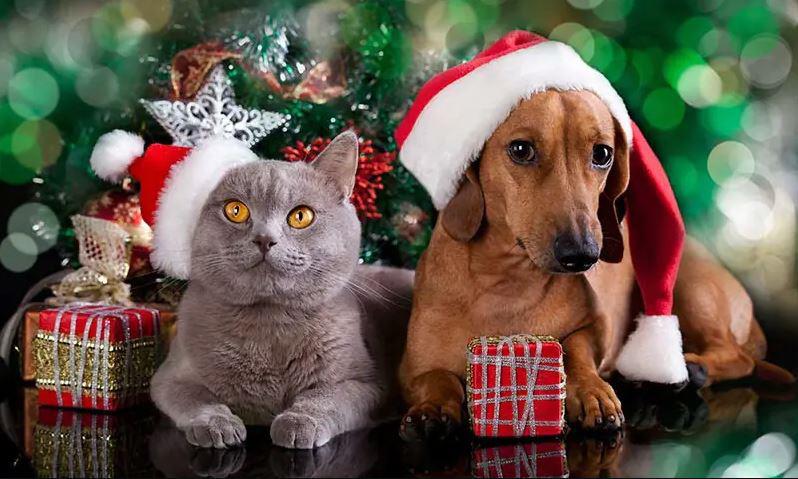 ¿Tienes mascota? Estas medidas pueden ayudarte a protegerla de la pirotecnia en las fiestas navideñas $!¿Tienes mascota? Estas medidas pueden ayudarte a protegerla de la pirotecnia en las fiestas navideñas