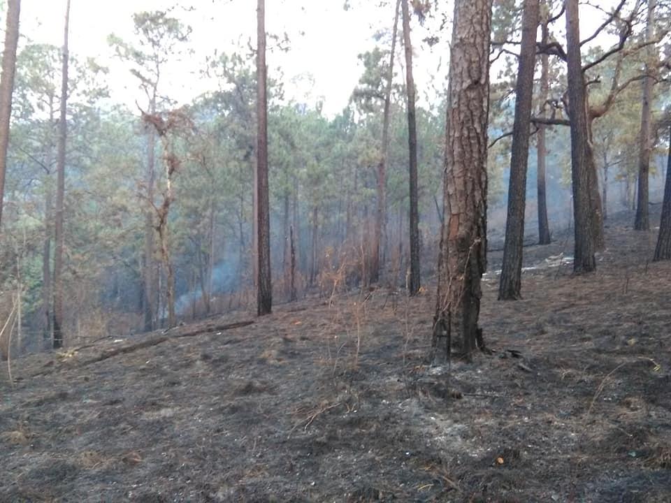 Se convierte el 2022 en uno de los años más violentos para ambientalistas $!Se convierte el 2022 en uno de los años más violentos para ambientalistas