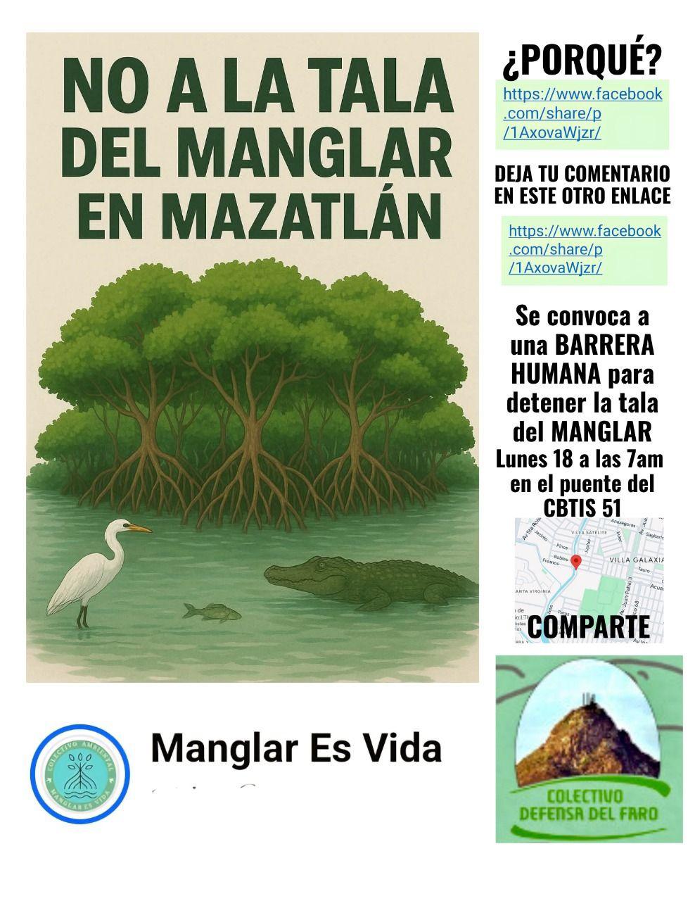 Convocan a detener la tala de mangle este lunes en Mazatlán $!Convocan a detener la tala de mangle este lunes en Mazatlán
