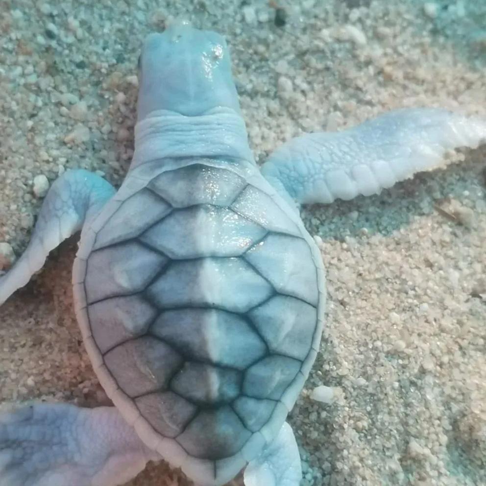 ¿Qué es el leucismo y cómo afecta a las tortugas marinas? $!¿Qué es el leucismo y cómo afecta a las tortugas marinas?