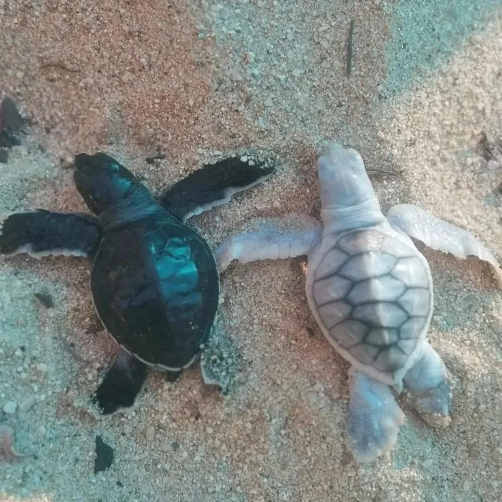 ¿Qué es el leucismo y cómo afecta a las tortugas marinas? $!¿Qué es el leucismo y cómo afecta a las tortugas marinas?
