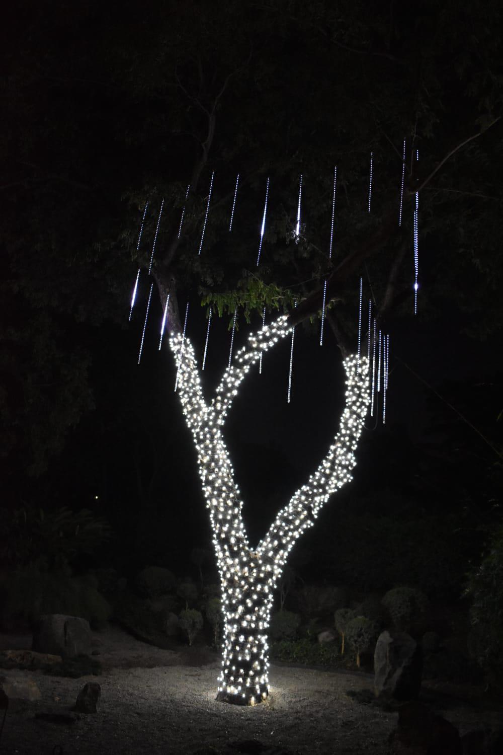 $!Encienden las luces y llega la magia de la Navidad al Botánico
