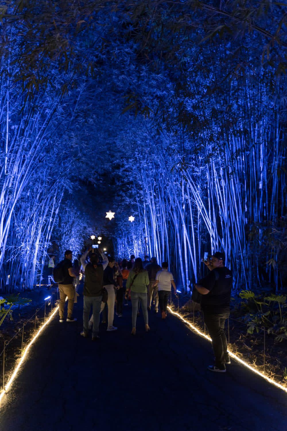 $!Más de 82 mil acuden a la Navidad en el Botánico