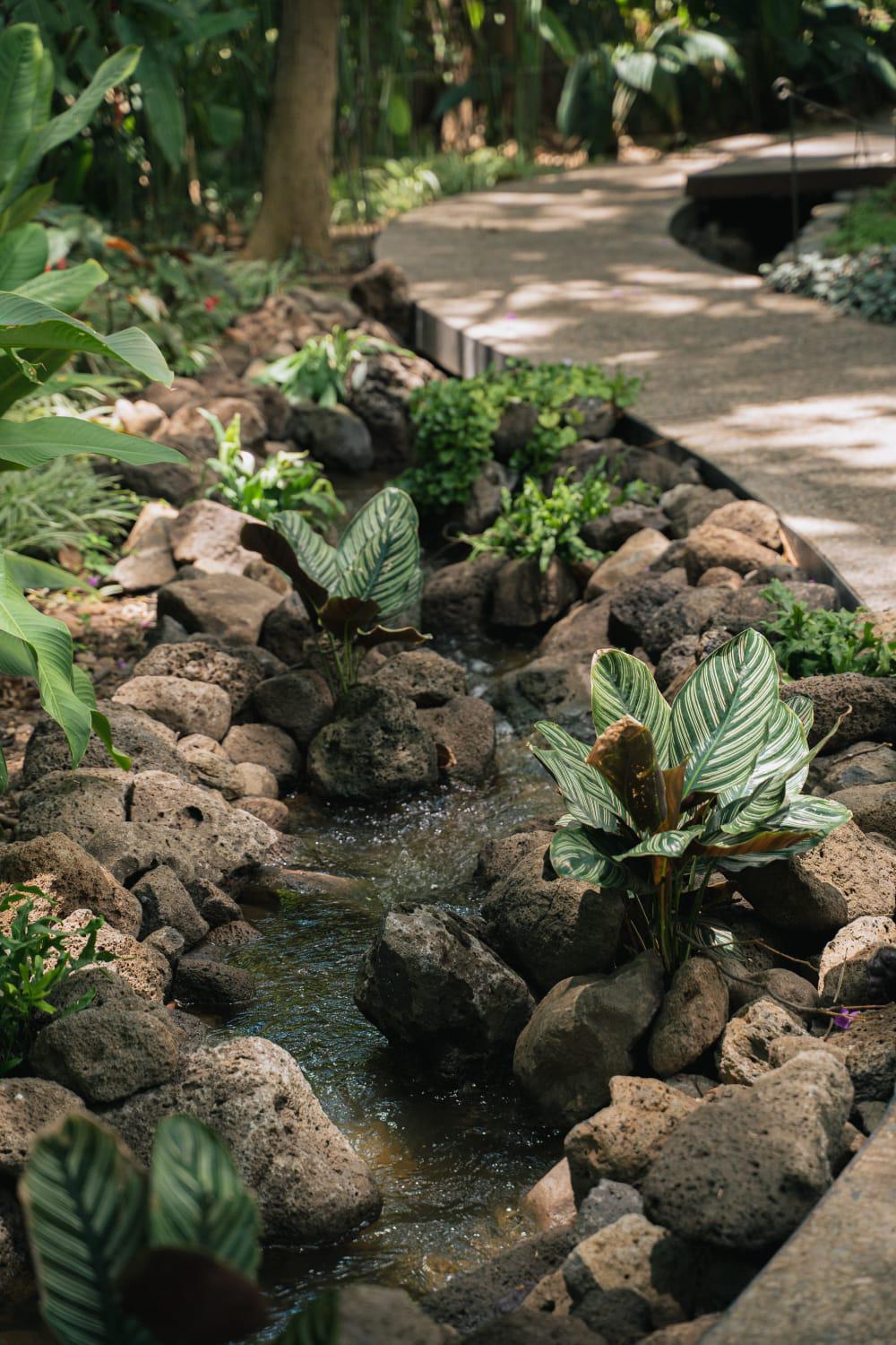 $!Jardín Botánico Culiacán cuenta con especies que forman parte de Áreas Naturales Protegidas