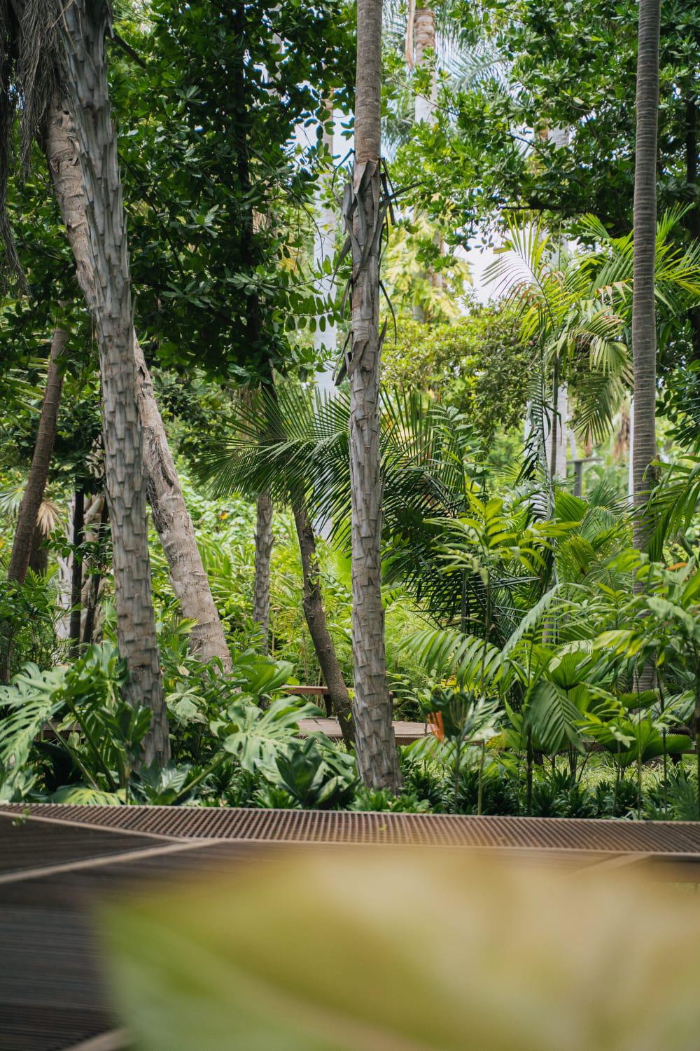 $!Jardín Botánico Culiacán cuenta con especies que forman parte de Áreas Naturales Protegidas