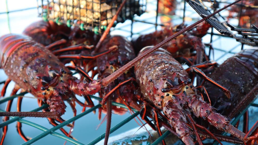 $!El fin de la abundancia: crisis climática golpea a la pesca de langosta y al sustento de comunidades en Baja California Sur