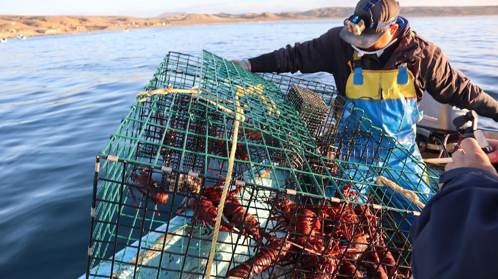 $!El fin de la abundancia: crisis climática golpea a la pesca de langosta y al sustento de comunidades en Baja California Sur