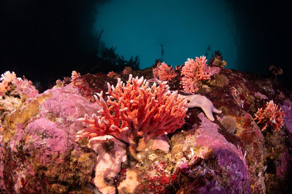 $!La ONU pide a los líderes del mundo asumir compromisos ambiciosos para salvar los mares