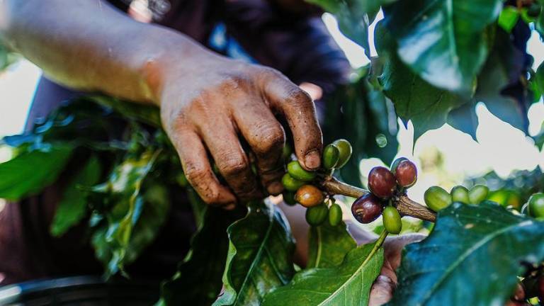 Un trabajador recogiendo café en San Marcos (Guatemala).