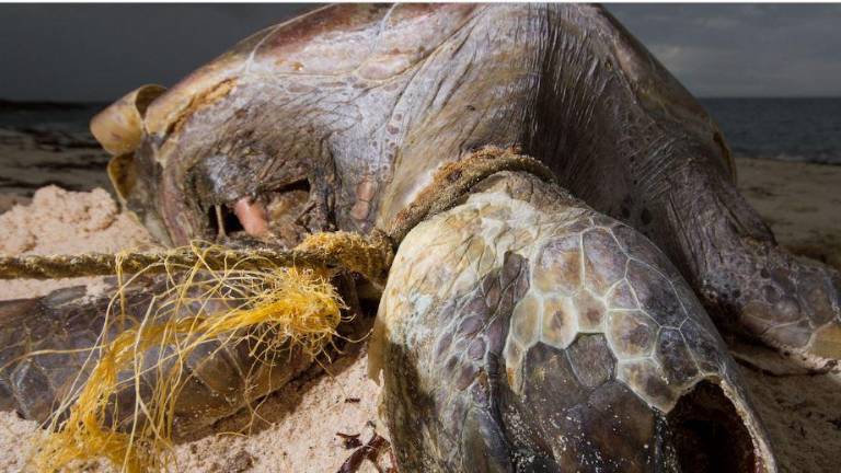 Una tortuga enredada en cuerdas y redes de plástico en el atolón de Aldabra.