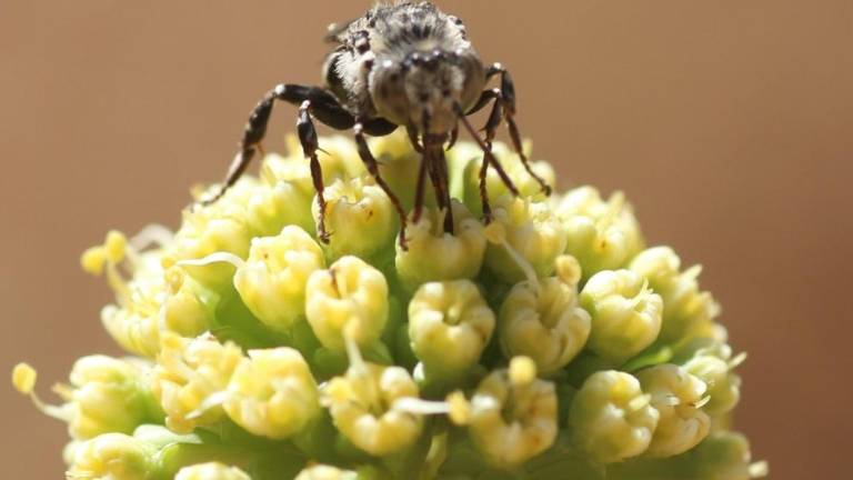 Abejas asombrosas: la urgencia de conservar a estos polinizadores