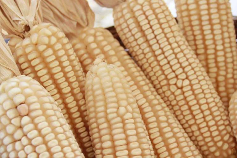 Se reducirá siembra de maíz blanco un 38% en el ciclo otoño-invierno 2023-2024