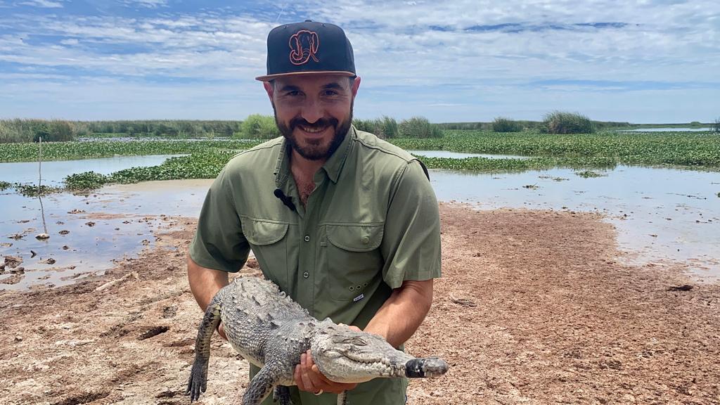 $!Reubican dos cocodrilos, tras andar merodeando zonas habitacionales de Navolato
