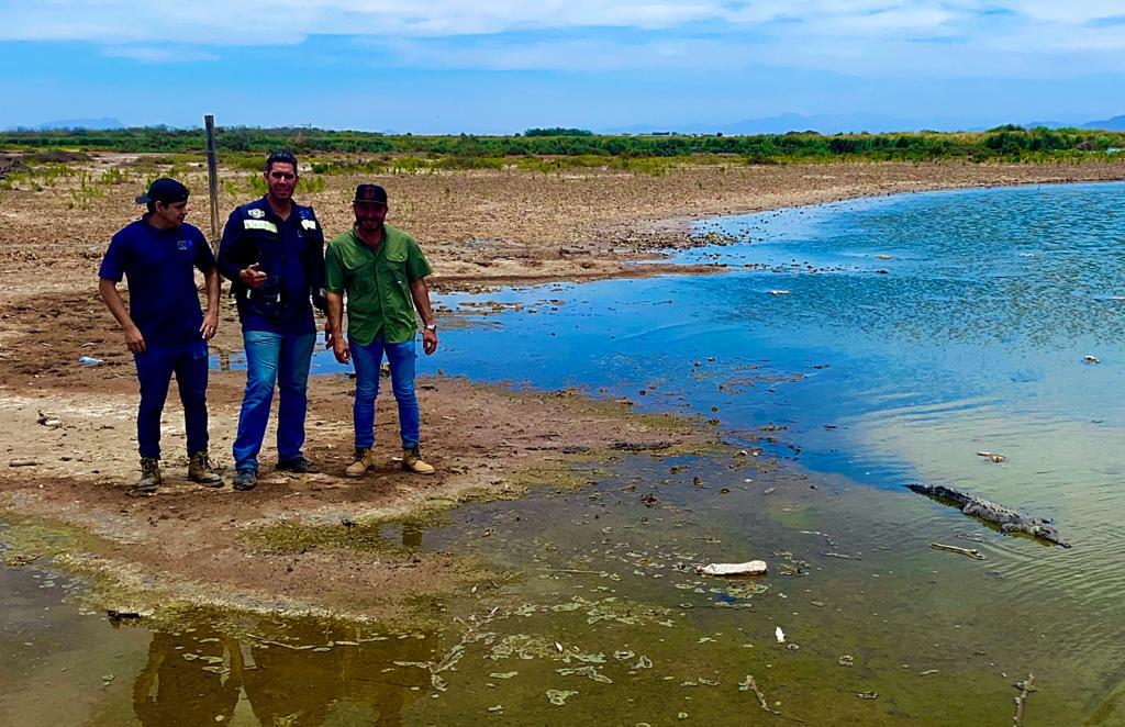 $!Reubican dos cocodrilos, tras andar merodeando zonas habitacionales de Navolato