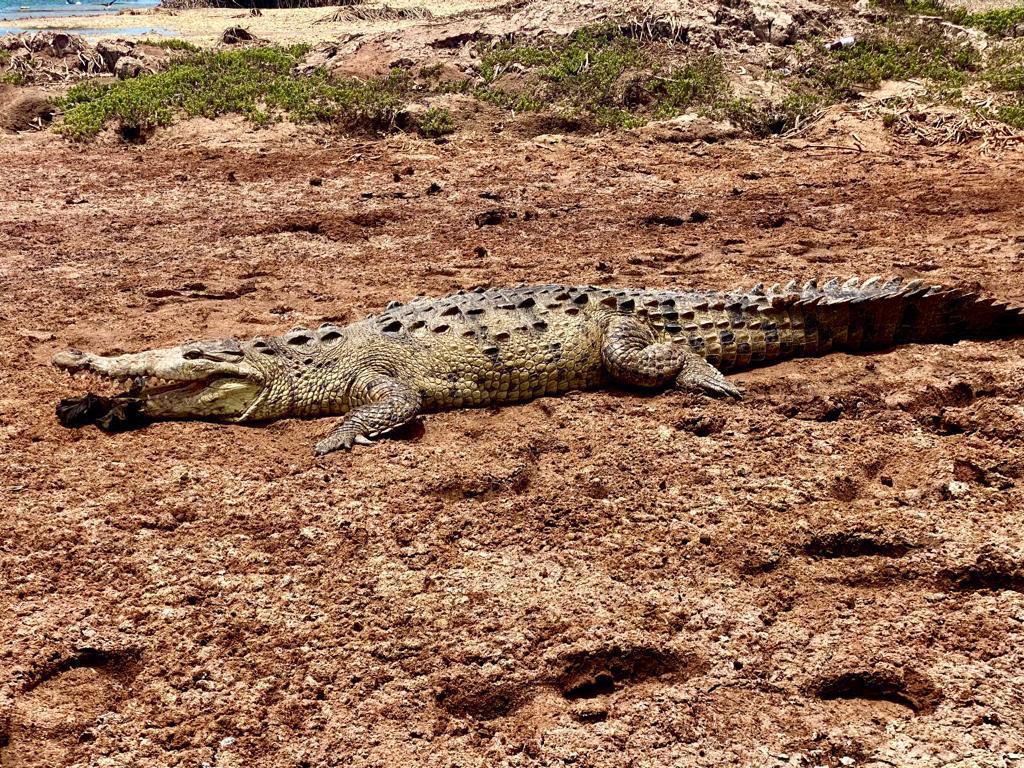 $!Cocodrilos que habían sido rescatados en Culiacán eran reubicados en la Laguna de Chiricahueto, señala Zoológico