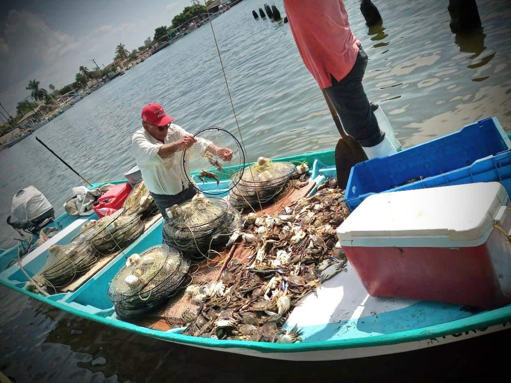 $!Inicia la captura de la jaiba macho en Sinaloa