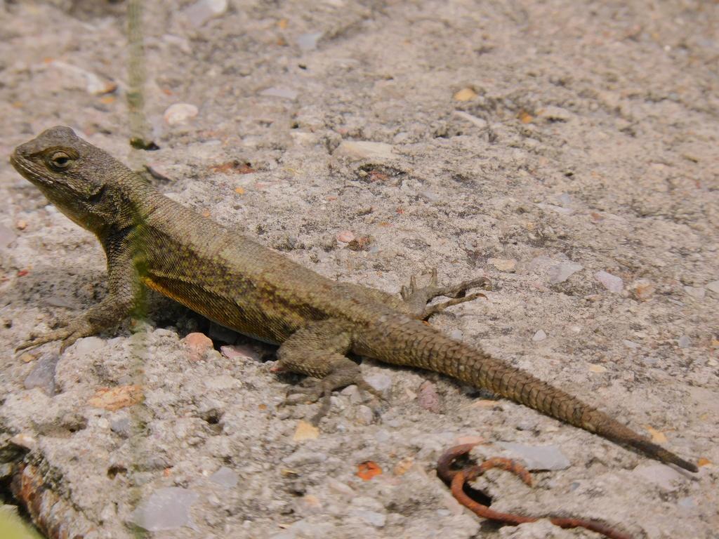 $!Llaman a cuidar sapos, ranas, lagartijas, luciérnagas y libélulas