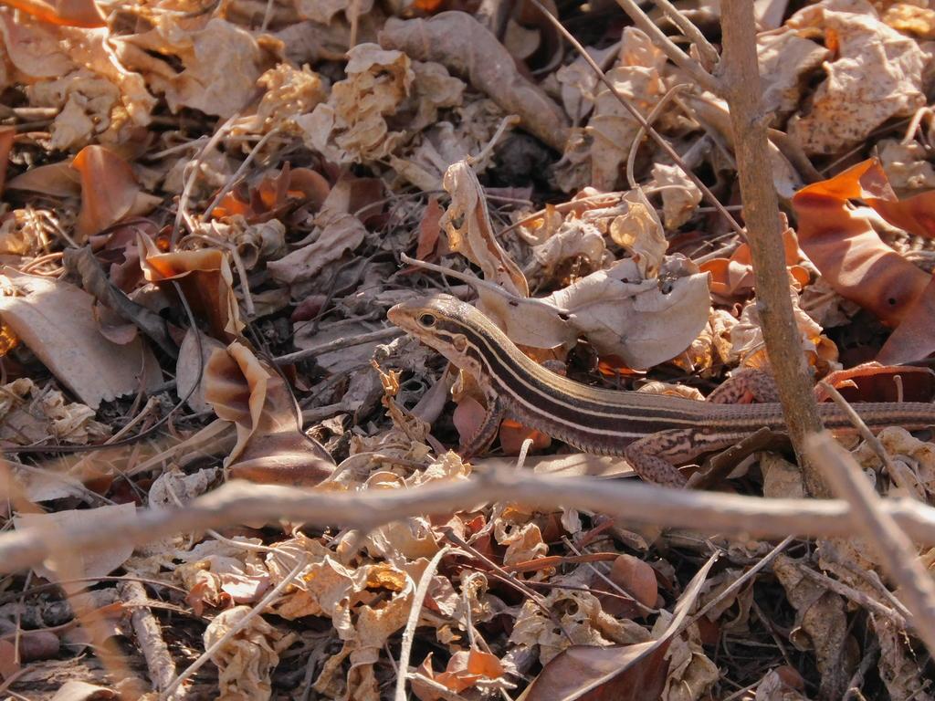 $!Llaman a cuidar sapos, ranas, lagartijas, luciérnagas y libélulas