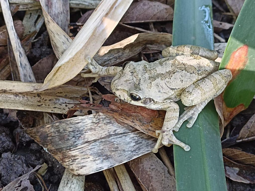 $!Llaman a cuidar sapos, ranas, lagartijas, luciérnagas y libélulas