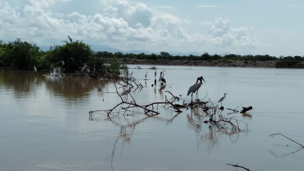 $!‘Nora’ provoca desbordamientos en estero de Chametla y se lleva el camarón