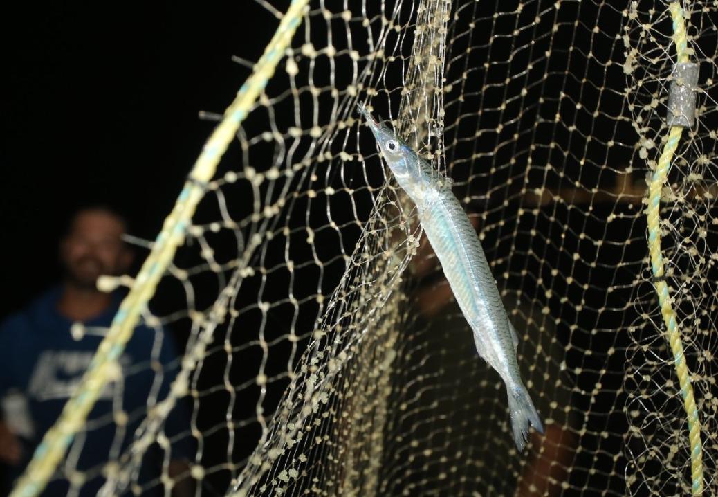 $!Llega el ‘pajarito’ a Mazatlán; pescadores sacan buen botín en su segundo día en altamar