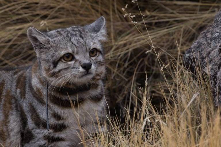 Gato andino y su cachorro grabados por primera vez en Argentina: imágenes clave del felino más amenazado de América