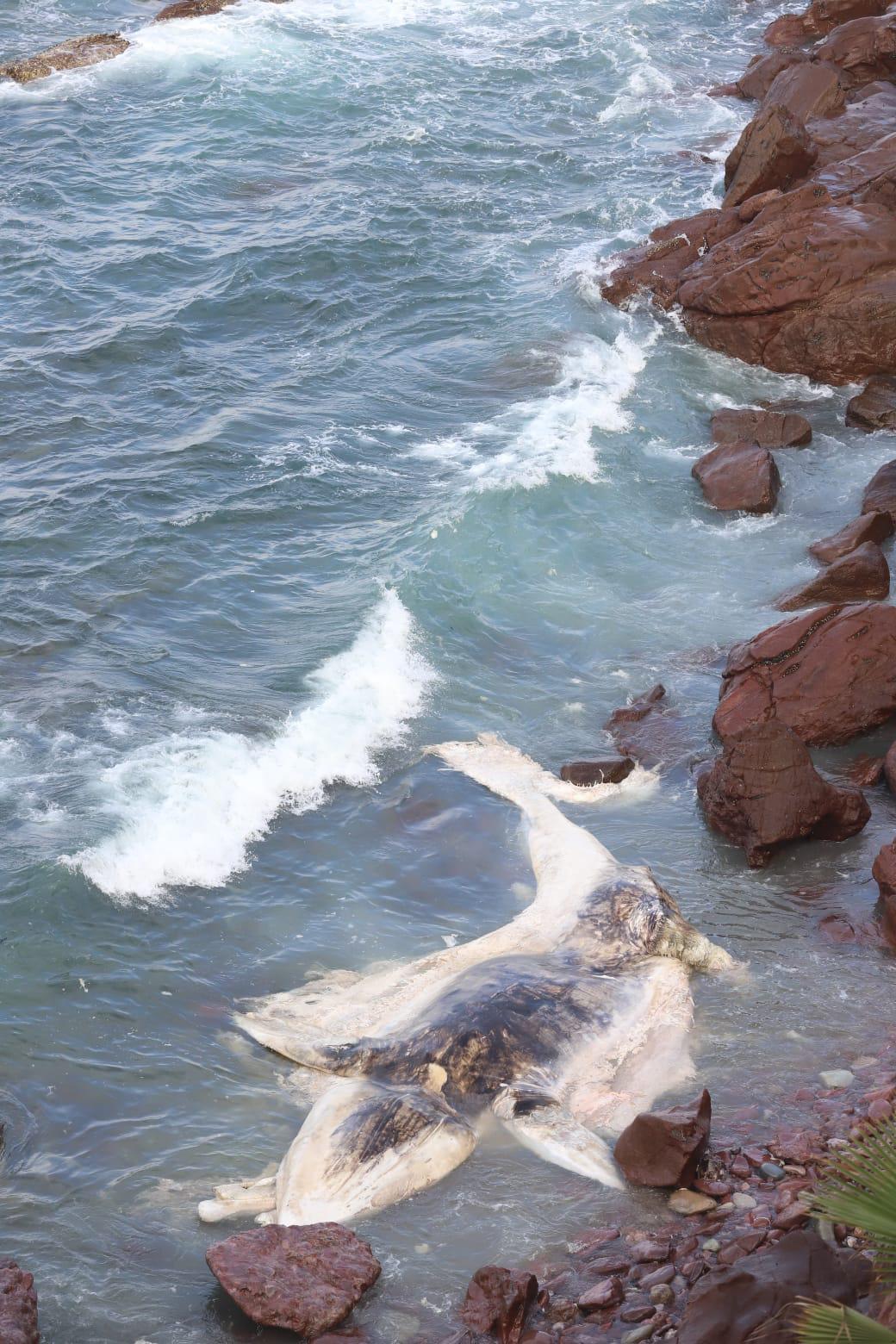 $!Con estudio de esqueleto, buscará Munba encontrar las causas de muerte de ballena varada en Mazatlán