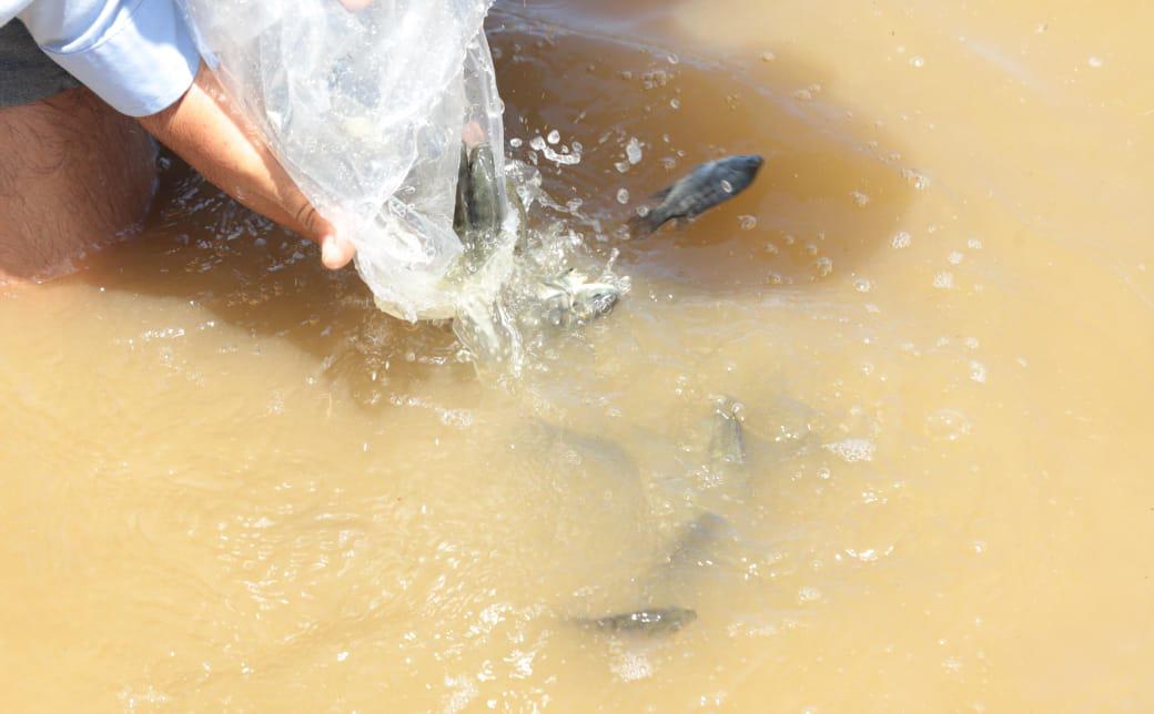 $!Inician en Presa Picachos Programa de Repoblamiento de Embalses y Presas en Sinaloa