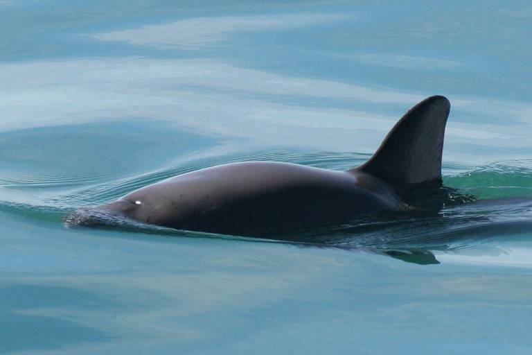 El tráfico de totoaba aumenta en Internet y con ello el riesgo de que se extinga la vaquita marina